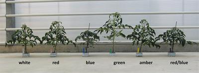 Integrating Morphological and Physiological Responses of Tomato Plants to Light Quality to the Crop Level by 3D Modeling